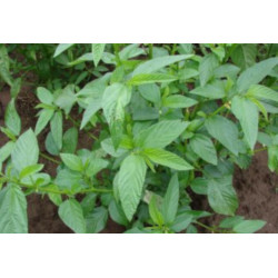 JUTA KOLOROWA Corchorus olitorius