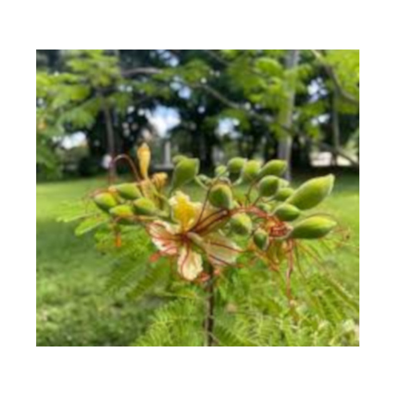 BIAŁA POINCIANA Poinciana elata