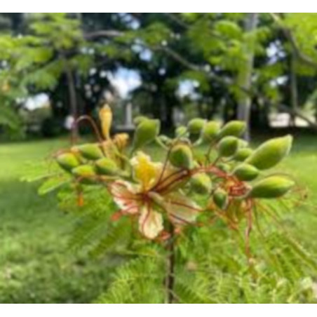 BIAŁA POINCIANA Poinciana elata