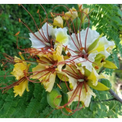 BIAŁA POINCIANA Poinciana elata