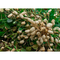 ORZECH ZIEMNY Arachis hypogea