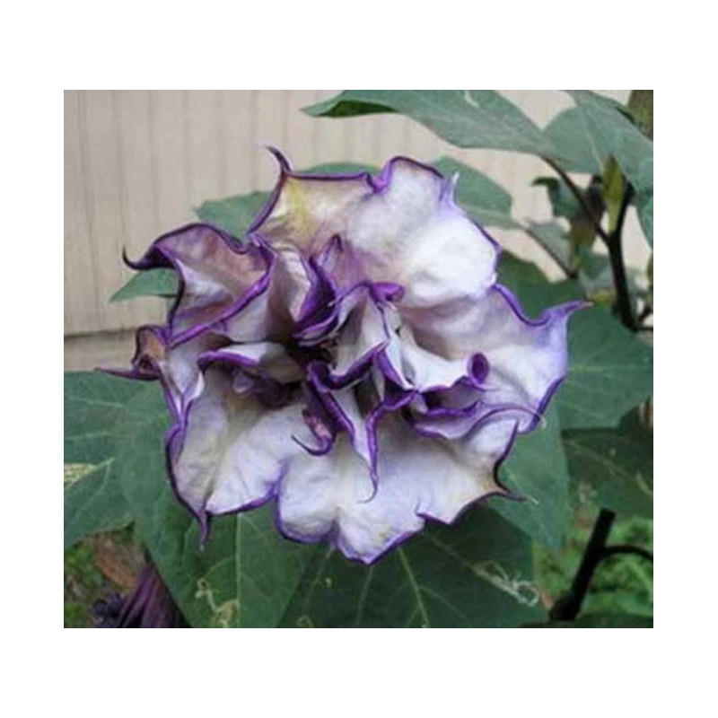 DATURA METEL "Flore Pleno"  Blackcurrant Swirl