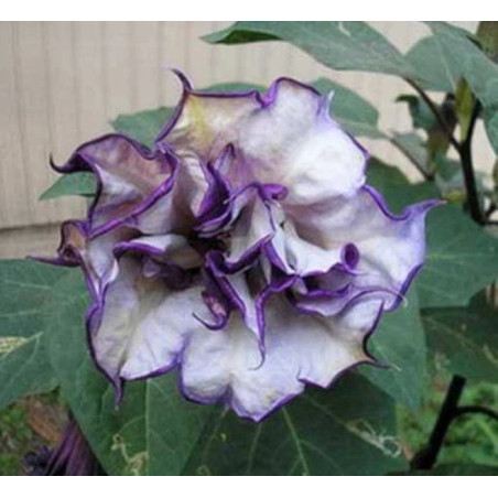 DATURA METEL "Flore Pleno"  Blackcurrant Swirl