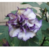 DATURA METEL "Flore Pleno"  Blackcurrant Swirl