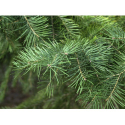 JODŁA JEDNOBARWNA Abies concolor