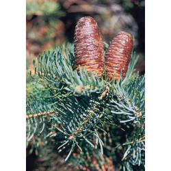 JODŁA JEDNOBARWNA Abies concolor