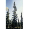 ŚWIERK ENGELMANNA Picea engelmannii