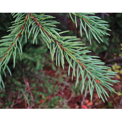 ŚWIERK ENGELMANNA Picea engelmannii