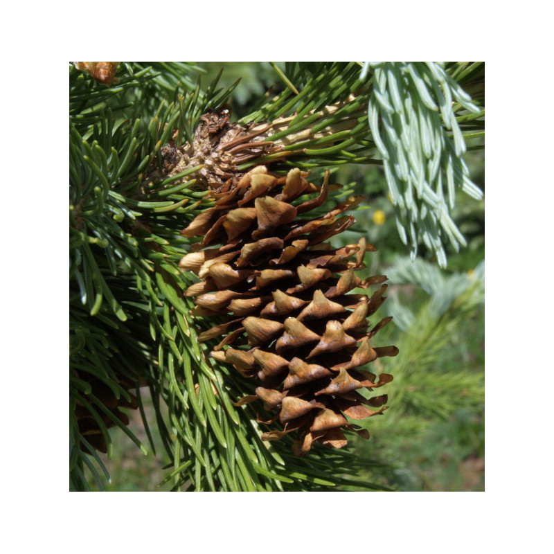 ŚWIERK ENGELMANNA Picea engelmannii