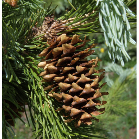 ŚWIERK ENGELMANNA Picea engelmannii