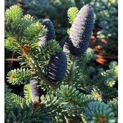 JODŁA GÓRSKA ARIZOŃSKA Abies lasiocarpa