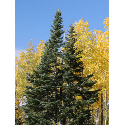 JODŁA GÓRSKA ARIZOŃSKA Abies lasiocarpa