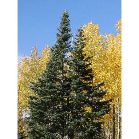 JODŁA GÓRSKA ARIZOŃSKA Abies lasiocarpa