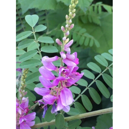 Indigofera tinctoria