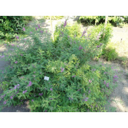 Indigofera tinctoria