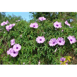 Ipomoea palmata