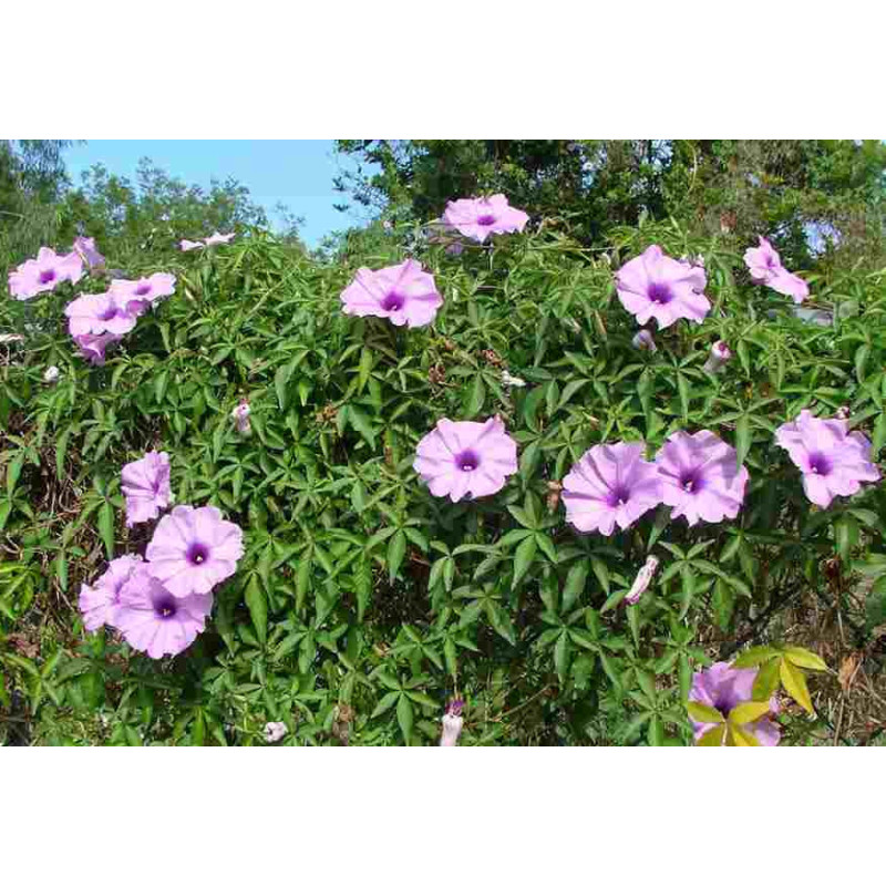 Ipomoea palmata