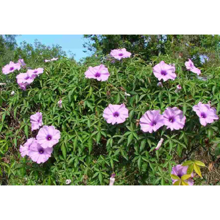 Ipomoea palmata