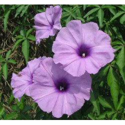 Ipomoea palmata