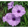 Ipomoea palmata