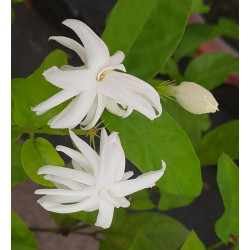 Jasminum arborescens