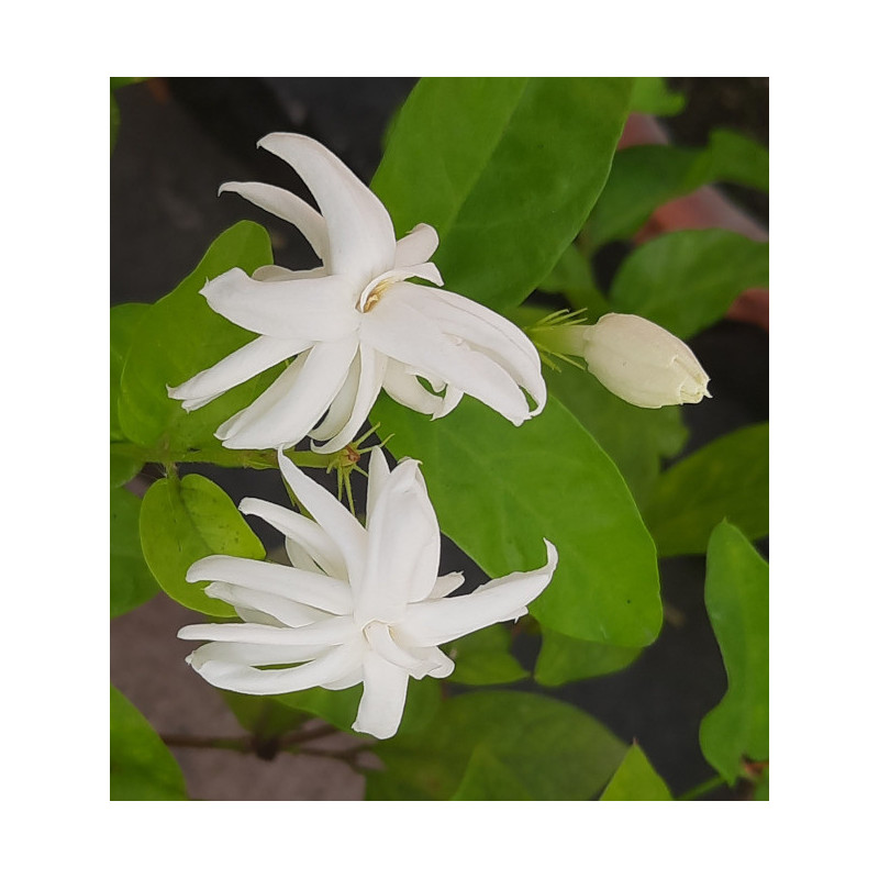 Jasminum arborescens
