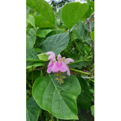 Canavalia ensiformis