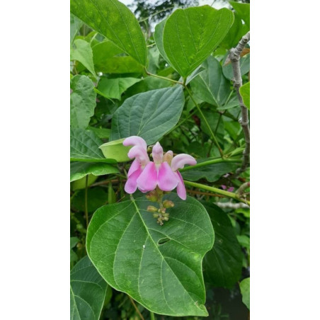 Canavalia ensiformis