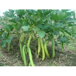 Canavalia ensiformis