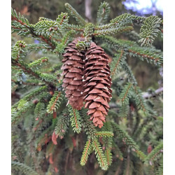 Picea pungens 'San Juan'