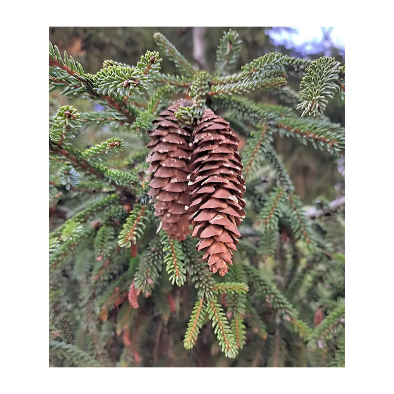 Picea pungens 'San Juan'
