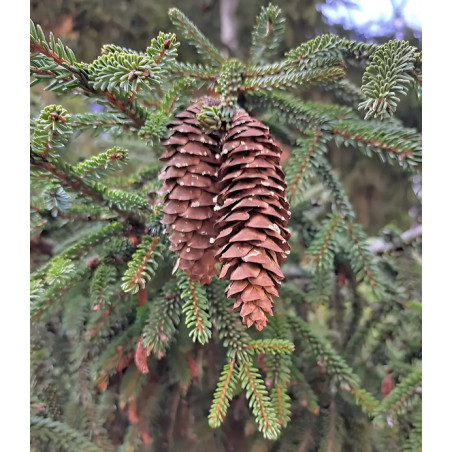 ŚWIERK SREBRNY 'SAN JUAN' Picea pungens 'San Juan'