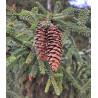Picea pungens 'San Juan'