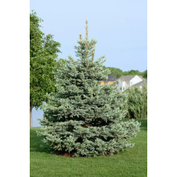 Picea pungens 'San Juan'