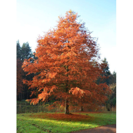 Taxodium distichum