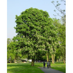 KASZTANOWIEC ASSAMICA Aesculus assamica