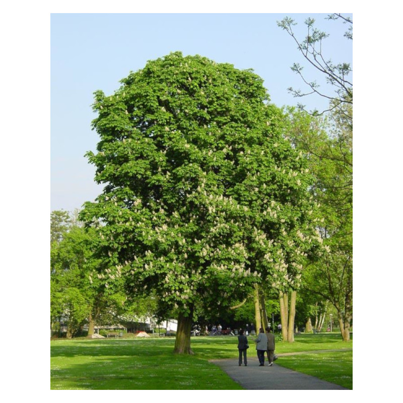 KASZTANOWIEC ASSAMICA Aesculus assamica