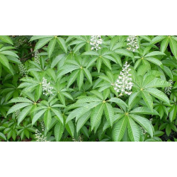 KASZTANOWIEC ASSAMICA Aesculus assamica