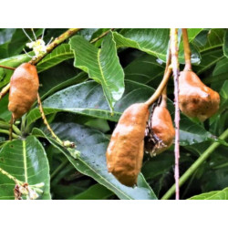 KASZTANOWIEC ASSAMICA Aesculus assamica