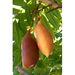 KASZTANOWIEC AUSTRALIJSKI Castanospermum australe