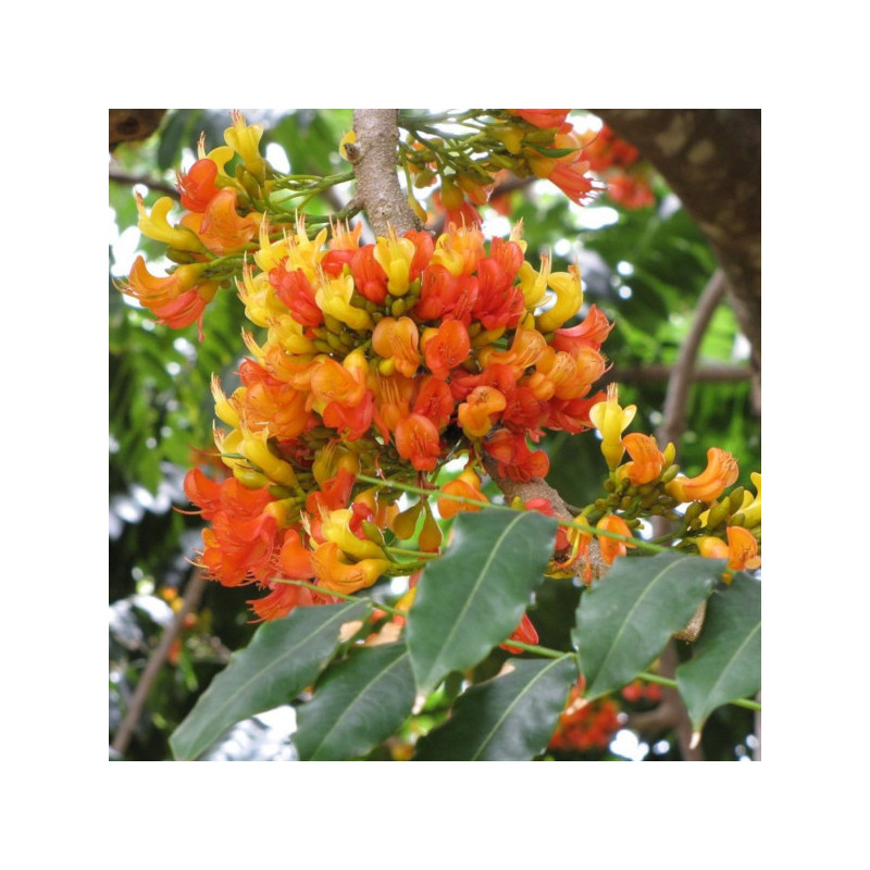 KASZTANOWIEC AUSTRALIJSKI Castanospermum australe