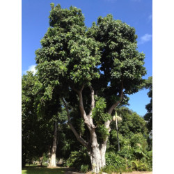 KASZTANOWIEC AUSTRALIJSKI Castanospermum australe