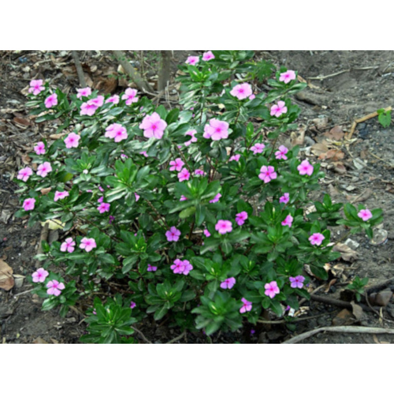 KATARANTUS RÓŻOWY Catharanthus roseus