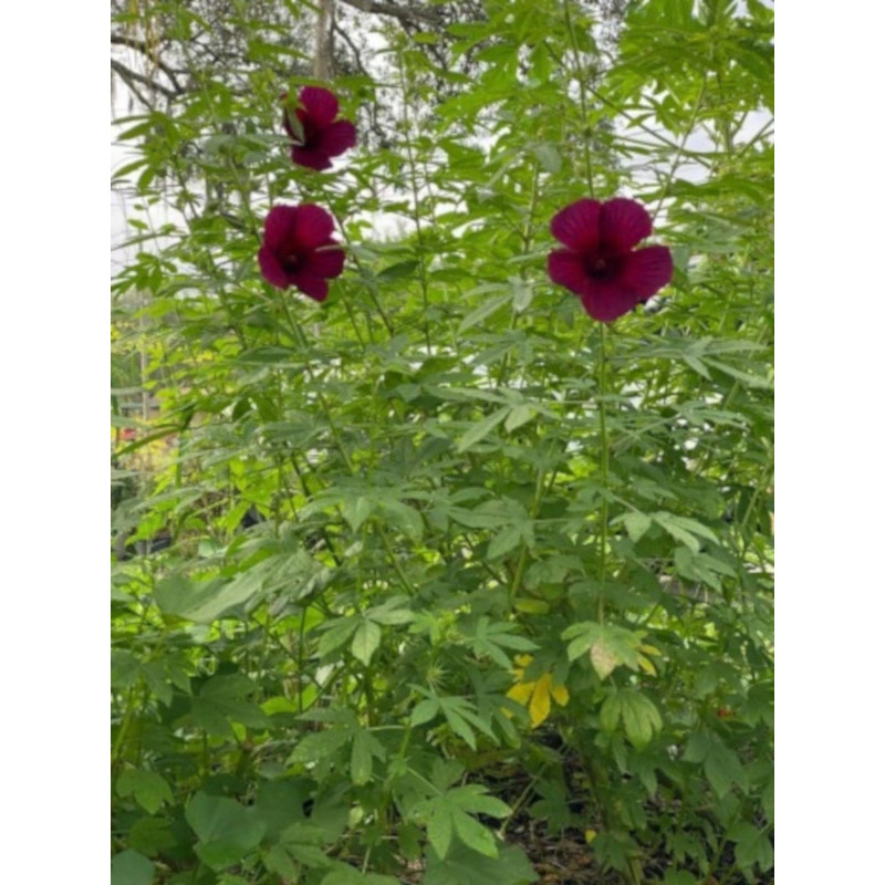 KETMIA KONOPIOWATA Hibiscus cannabinus