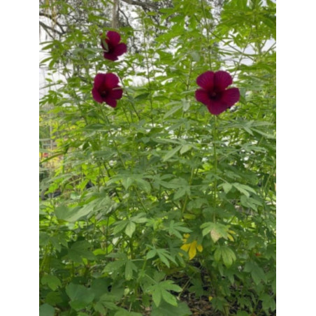 KETMIA KONOPIOWATA Hibiscus cannabinus