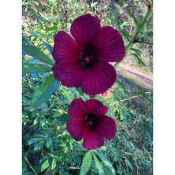 KETMIA KONOPIOWATA Hibiscus cannabinus