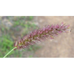 KOLCZATEK ORZĘSIONY  Cenchrus ciliaris