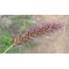 KOLCZATEK ORZĘSIONY  Cenchrus ciliaris