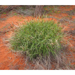 KOLCZATEK ORZĘSIONY  Cenchrus ciliaris