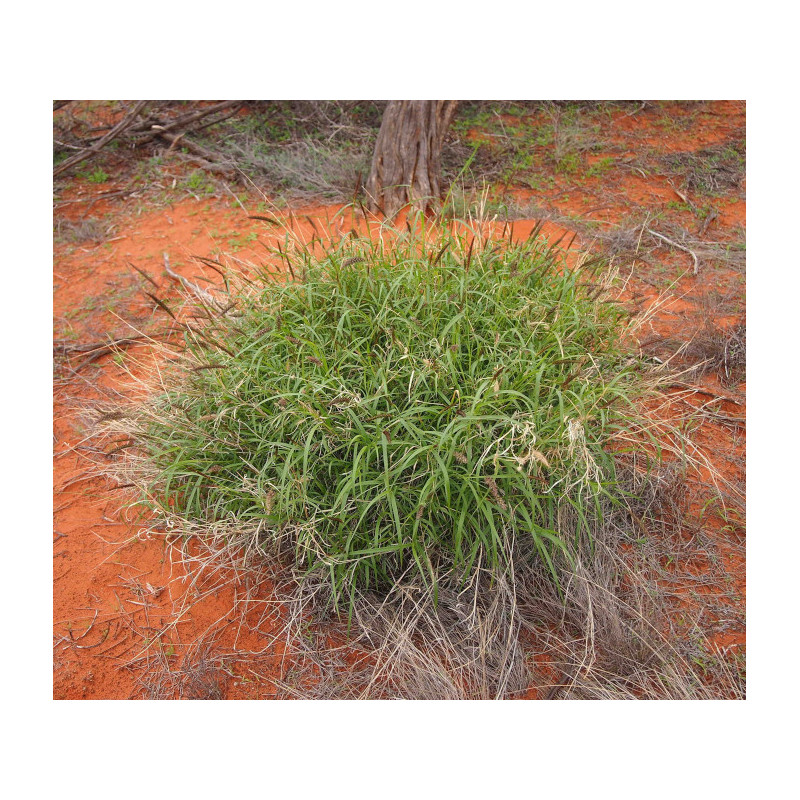 KOLCZATEK ORZĘSIONY  Cenchrus ciliaris